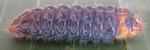 Deudorix epijarbas dido - Final Larvae